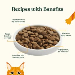 Made by Nacho Dry Cat Kibble, Infused with Bone Broth for Hydration, Cage-Free Chicken & Pumpkin Recipe, High Protein and Grain-Friendly Premium Cat Food, Limited Ingredients, 3lb Bag - Thumbnail 3