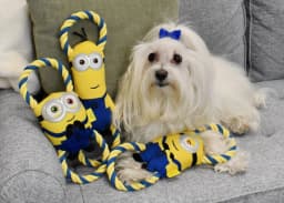 Multipet Minions Bob Plush and Rope Tug Dog Toy with Squeaker and Crinkle, Large - Thumbnail 4