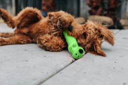 Multipet Plush Smiling Dog Toy with Squeaker, Large Size - Thumbnail 11