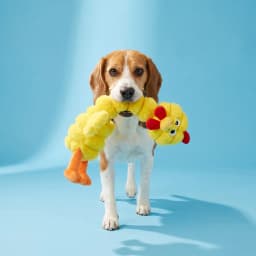Vibrant Life Yellow Long Neck Chicken Plush Dog Toy with Squeaker, Chew Level 3 - Thumbnail 2