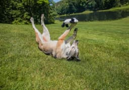 Vibrant Life Crinkle Noise Animal Dog Toy - Thumbnail 8