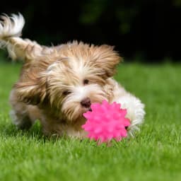 Spike Ball Cat & Dog Toy - Interactive Pet Chew Toy with Massaging Spikes for Dental Health - Durable, Safe Pet Toy for Cats & Dogs - Promotes Play - Thumbnail 4