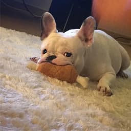 kladzum Dog Toys Small Dog -Chicken Leg Toy Sound Dog Toy Interactive Dog Toys Pet Supplies - Thumbnail 8