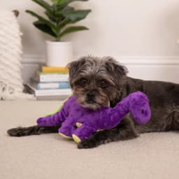goDog Dinos Bruto Plush Toy for Dogs with Chew Guard Technology for Stronger & Longer Play, Soft & Durable with Built-In Squeaker, Purple, Medium - Thumbnail 8