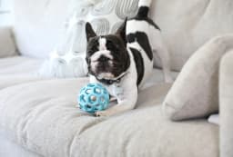 JW HOL-ee Roller™ Tug and Fetch Treat Dispenser Puzzle Ball Dog Toy, Natural Rubber, Small 3" for Small Dogs up to 20 lb, Blue, Pack - Thumbnail 1