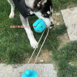 Pets Dog Chew Toys TPR Sucker Chews Interactive Puzzle Suction Cup Toys Suitable for Small Medium Large Dogs - Thumbnail 2