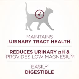 Purina ONE Plus, Urinary Tract Health Formula Dry Cat Food, Chicken, 16 lb Bag - Thumbnail 4
