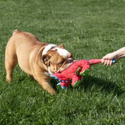 goDog Dino Frills Squeaky Plush Toy for Dogs with Chew Guard Technology for Stronger & Longer Play, Soft & Durable with Built-In Squeaker, Red, Large - Thumbnail 7