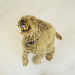 KONG® Grinz Puffer Fish Ball Dog Toy, Medium - Thumbnail 4