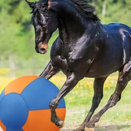 Herding Ball for Dogs, 21.65 Inch Inflatable Large Hischball for Medium and Large Breeds, Compatible with Shepherds, Cattle Dogs, Horse Game - Thumbnail 8
