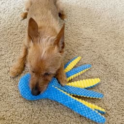 Prime Pets Dog Toys, 5pc Plush Ocean Animal Dog Squeaky Toy, Crinkle Pet Toy, Stuffed Puppy Chew Toys - Thumbnail 8