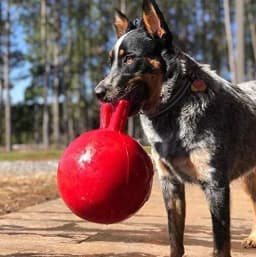 Jolly Pets Mini Tug n Toss Ball Dog Toy, 4", Red - Thumbnail 4