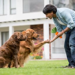Easter Dog Squeaky Chew Toys for Aggressive Chewers, Rubber Carrot Dog Toys for Training and Cleaning, Durable Interactive Tough Dog Toy for Medium - Thumbnail 7