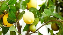Fresh Bulk Yellow Lemons - Perfect for Juicing and Cooking - Thumbnail 5