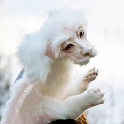 LINMOUA Falkor From The Neverending Story Plush Doll Toys Gift for Kids and Adluts - Thumbnail 6