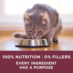 Purina ONE Plus, Urinary Tract Health Formula Dry Cat Food, Chicken, 16 lb Bag - Thumbnail 8
