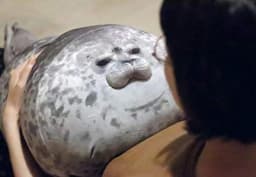 Chubby Blob Seal Plush Pillow, Cute Stuffed Animal Seal Plushie Toy, Cotton Plushy Ocean Gray 16 Inch - Thumbnail 2