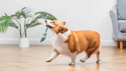 Arm & Hammer Scrubbies Throw N' Tug Adult Dental Dog Chew Toy Small - Thumbnail 9