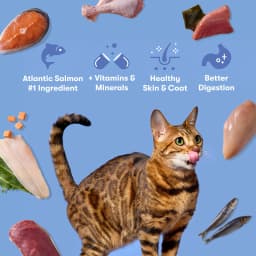 Jinx Atlantic Salmon, Ocean Fish, & Pollock Dry Cat Food, 3 lb Bag - Thumbnail 2