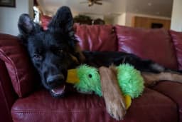 Multipet Plush Duckworth Dog Toy with Squeaker, 13 inches, Assorted Colors - Thumbnail 3