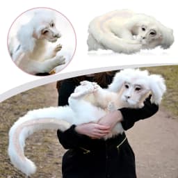 LINMOUA Falkor From The Neverending Story Plush Doll Toys Gift for Kids and Adluts - Thumbnail 3