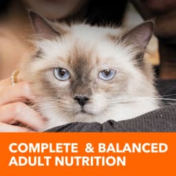 Iams Proactive Health Salmon Dry Cat Food, 7 Lb Bag - Thumbnail 7