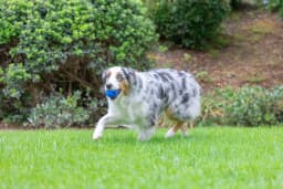 Chuckit! Crunch Ball Rubber Dog Ball Fetch Dog Toy, Blue, Medium 2.5", Pack - Thumbnail 7
