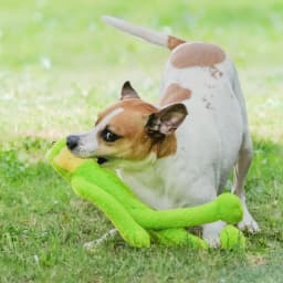 Multipet Swingin' Slevin Frog, Plush Dog Toy, Green, 5 Squeakers, 21 inches - Thumbnail 10
