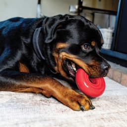 KONG® Donut Durable Dog Chew Toy, Red, Large/Extra Large - Thumbnail 5