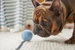 Harry Barker 2.5 Inch Durable All-Natural Rubber Dog Ball 6 Pack Set, Blue, Medium - Thumbnail 4