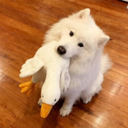 Big Duck Plushies Doll, Large Plush White Duck Dog Toy, Realistic Goose Design Dolls Suitable for Dogs Chew and Play Best Pet(19.7inch) - Thumbnail 7