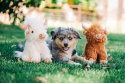 Multipet Plush Highland Cow Medium Dog Toy, 8" - Thumbnail 3