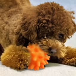 Spike Ball Cat & Dog Toy - Interactive Pet Chew Toy with Massaging Spikes for Dental Health - Durable, Safe Pet Toy for Cats & Dogs - Promotes Play - Thumbnail 9