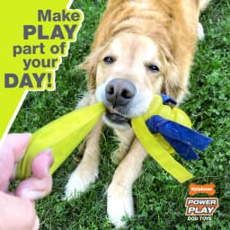 Nylabone Power Play Crazy-Ball Dog Toy, Dog Balls, Interactive Dog Toys, Large - Thumbnail 3