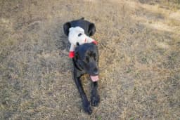 Multipet Jumbo Lamb Chop Plush Dog Toy with Squeaker, 18 inches - Thumbnail 8