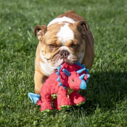 goDog Dino Frills Squeaky Plush Toy for Dogs with Chew Guard Technology for Stronger & Longer Play, Soft & Durable with Built-In Squeaker, Red, Large - Thumbnail 6