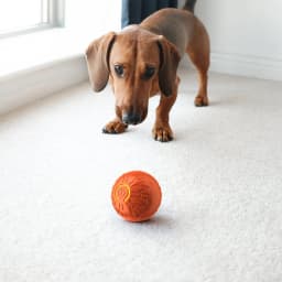 Pcksrro Interactive Dog Toys Dog 2025 Motion Activated Automatic Rolling Toy for Small/Medium Dogs USB Rechargeable - Thumbnail 8