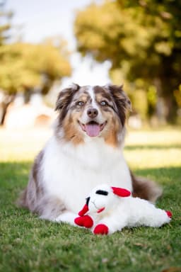Multipet Plush Lamb Chop Dog Toy with Squeaker, Medium - Thumbnail 8