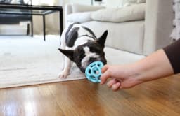 JW HOL-ee Roller™ Tug and Fetch Treat Dispenser Puzzle Ball Dog Toy, Natural Rubber, Small 3" for Small Dogs up to 20 lb, Blue, Pack - Thumbnail 4