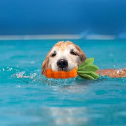 Easter Dog Squeaky Chew Toys for Aggressive Chewers, Rubber Carrot Dog Toys for Training and Cleaning, Durable Interactive Tough Dog Toy for Medium - Thumbnail 6