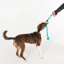 Playology Dog Toys | Puppy Teething Toy Rope Tug Knot, Peanut Butter Scented Toy, Medium - Thumbnail 3