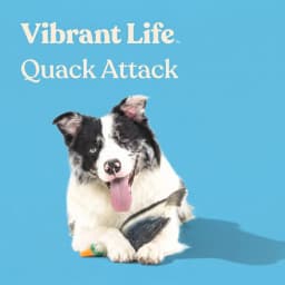 Vibrant Life Multicolor Duck Latex Dog Toy with Squeaker, Chew Level 3 - Thumbnail 4