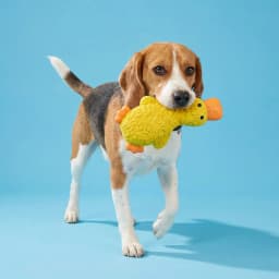Vibrant Life Yellow Duck Latex Dog Toy with Squeaker, Chew Level 2 - Thumbnail 2