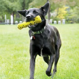 KONG® Reflex Flexible Stick Fetch Dog Toy, Medium - Thumbnail 2