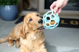 JW HOL-ee Roller™ Tug and Fetch Treat Dispenser Puzzle Ball Dog Toy, Natural Rubber, Large 5.5" for Dogs 60+ lb, Blue, Pack - Thumbnail 2