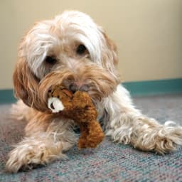 KONG® Dr.Noyz Dog Toy with Squeaker, Teddy Bear, XS for Dogs Up to 5 lbs - Thumbnail 3