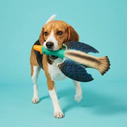 Vibrant Life Multicolor Duck Latex Dog Toy with Squeaker, Chew Level 3 - Thumbnail 2