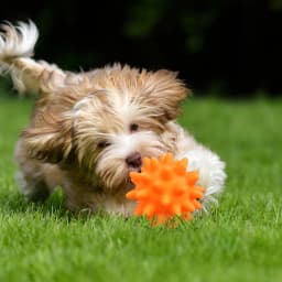 Spike Ball Cat & Dog Toy - Interactive Pet Chew Toy with Massaging Spikes for Dental Health - Durable, Safe Pet Toy for Cats & Dogs - Promotes Play - Thumbnail 8