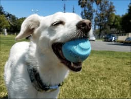 Chuckit! Fetch Medley Dog Ball Rubber Toy for Dogs, Medium 2.5", for Breeds 20 to 60 lb, Pack - Thumbnail 6