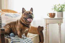 Harry Barker 2.5 Inch Durable All-Natural Rubber Dog Ball 6 Pack Set, Blue, Medium - Thumbnail 3